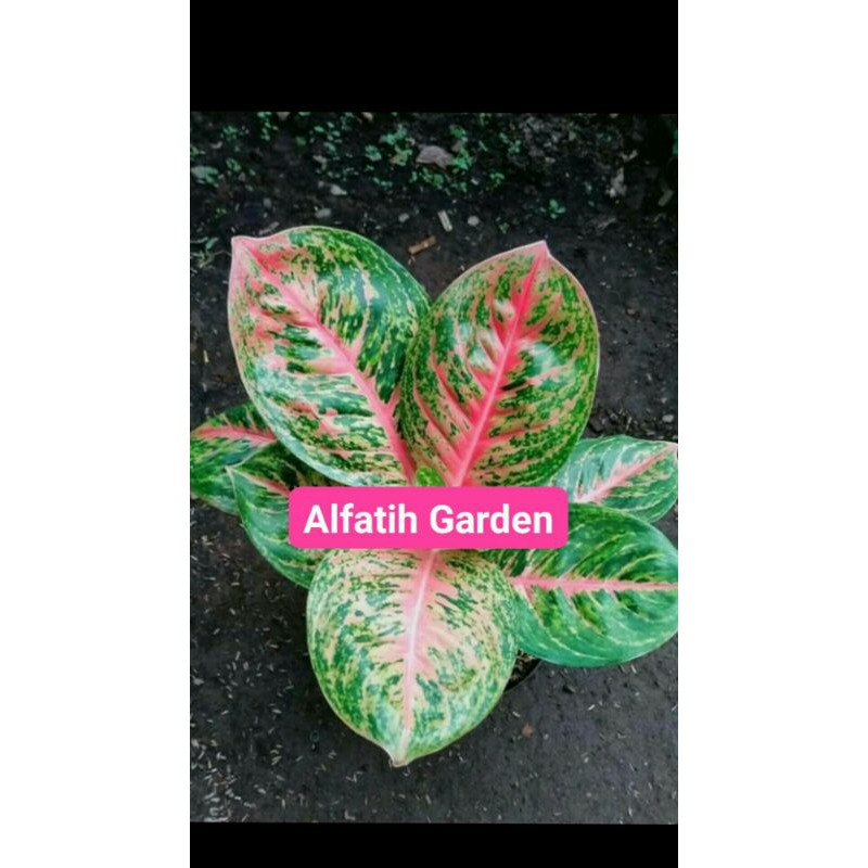 PROMO//Tanaman hias aglonema andini-Tanaman hias-Aglonema andini-Andini-Bunga aglonema andini Murah