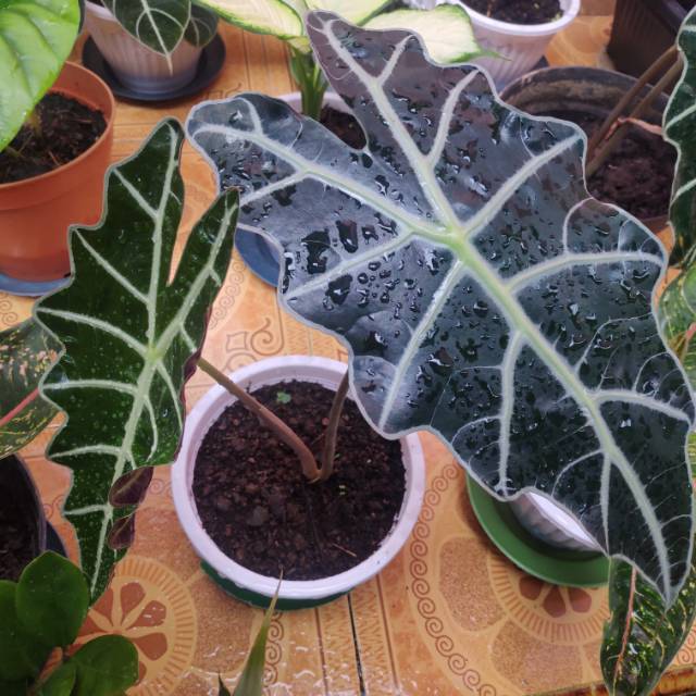 Tanaman Hias Keladi Amazonica/Alocasia Amazonica daun 2 anakan