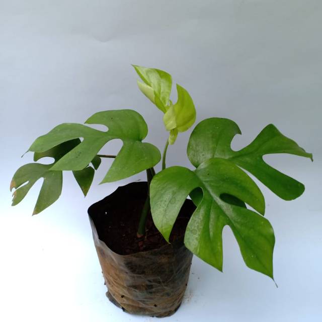 Monstera Daun Kecil Shopee Indonesia