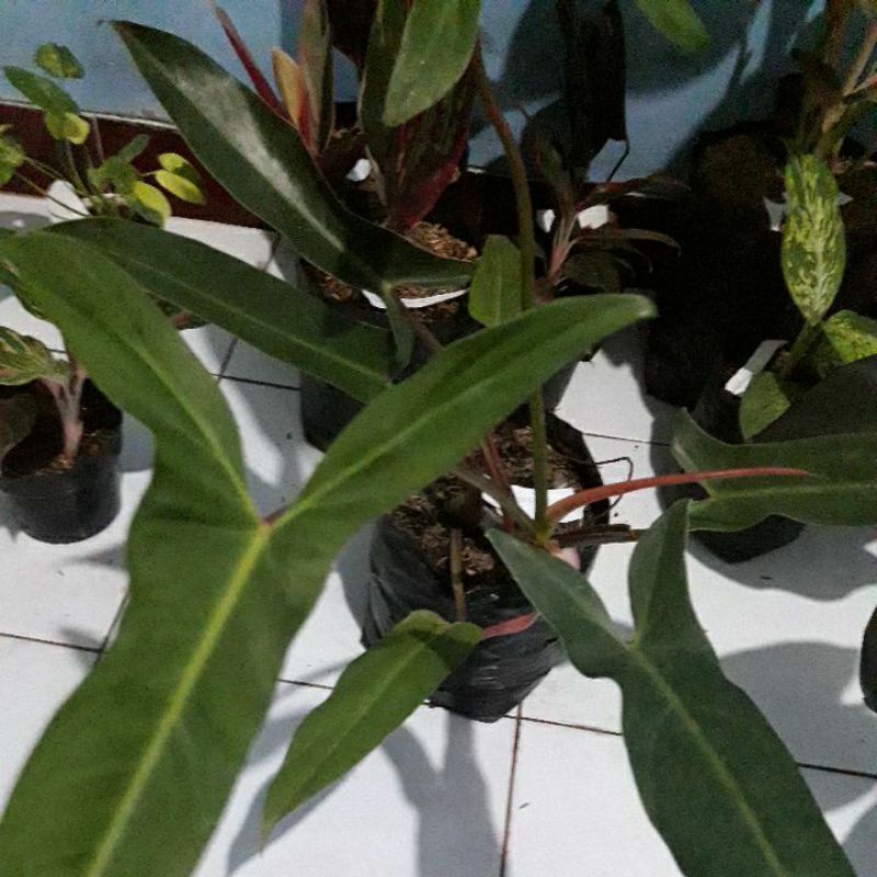 𝘗𝘩𝘪𝘭𝘰𝘥𝘦𝘯𝘳𝘰𝘯 mexicanum