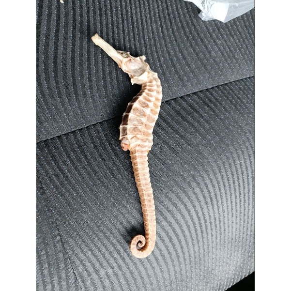 

kuda laut grade A