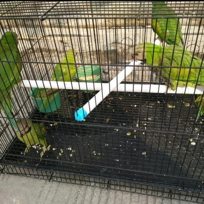 66 Koleksi Gambar Burung Betet Gratis