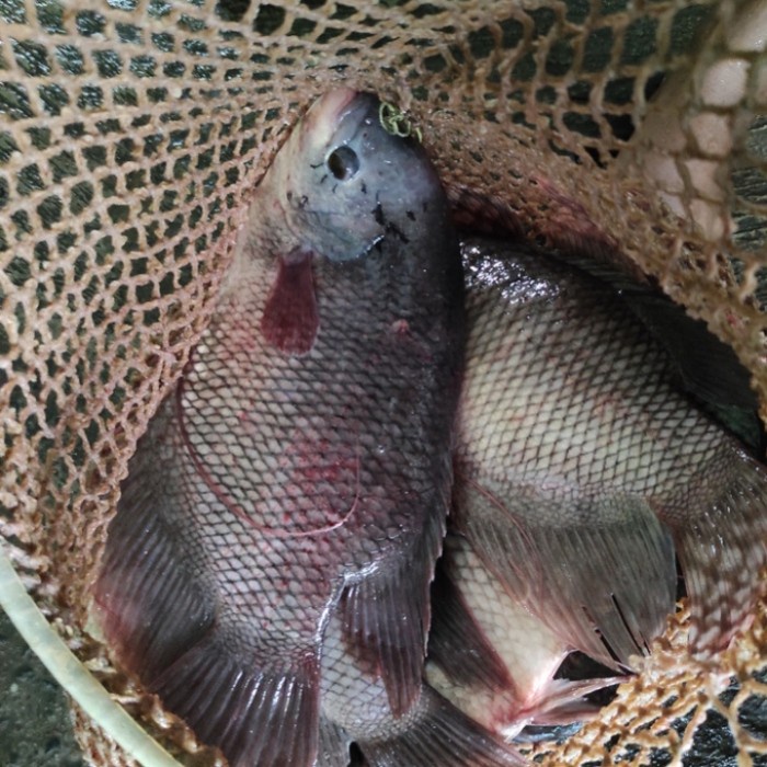 Ikan Gurame hidup 1kg isi 2