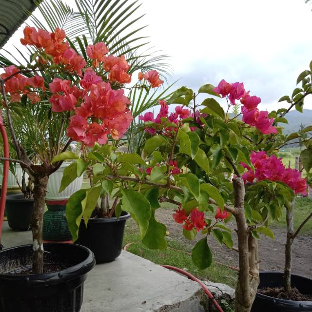 lumban_siantar_garden_2020