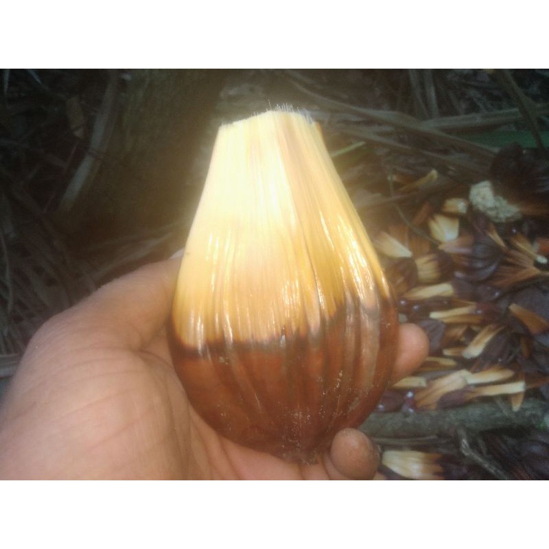 

buah nipah kupas 250gr