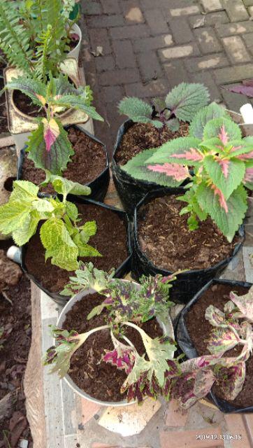 No 20 Tanaman Hias Miana/coleus/iler/jawer Kotok