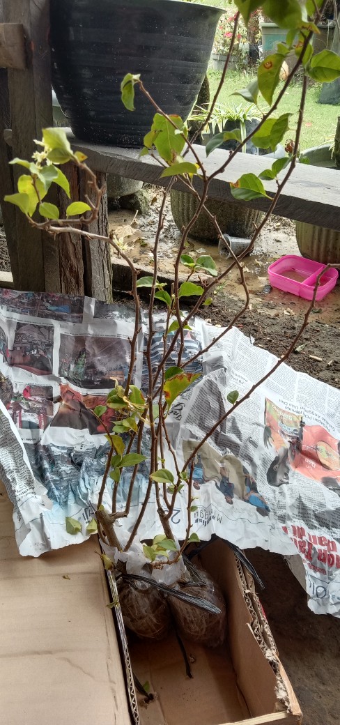 Tanaman Hias Bunga Bougenville / Bugenville / Bunga Kertas Id Hawai Cherry Blossom Bibit Original