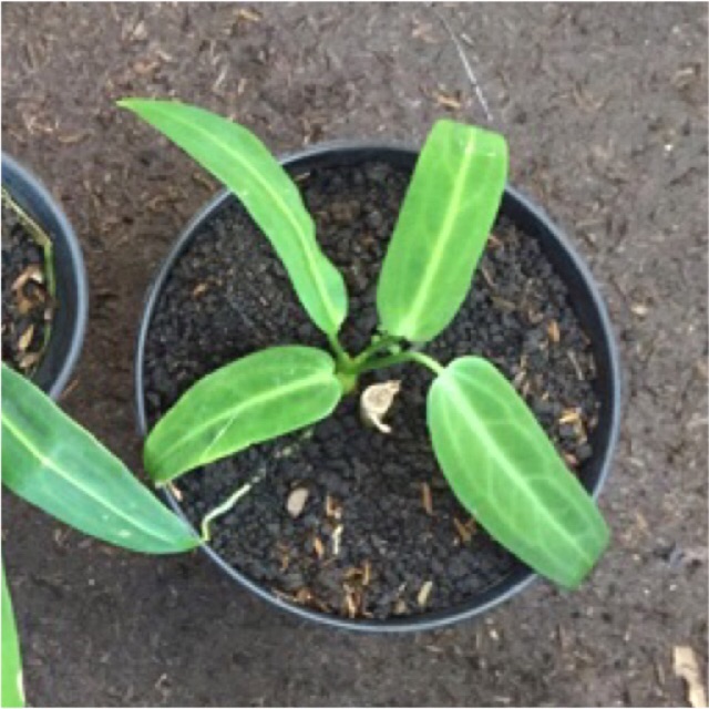 Tanaman hias anthurium lidah gajah baby