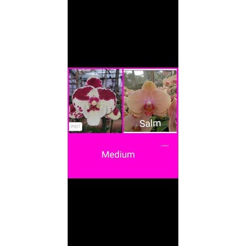 Anggrek bulan pasca bunga