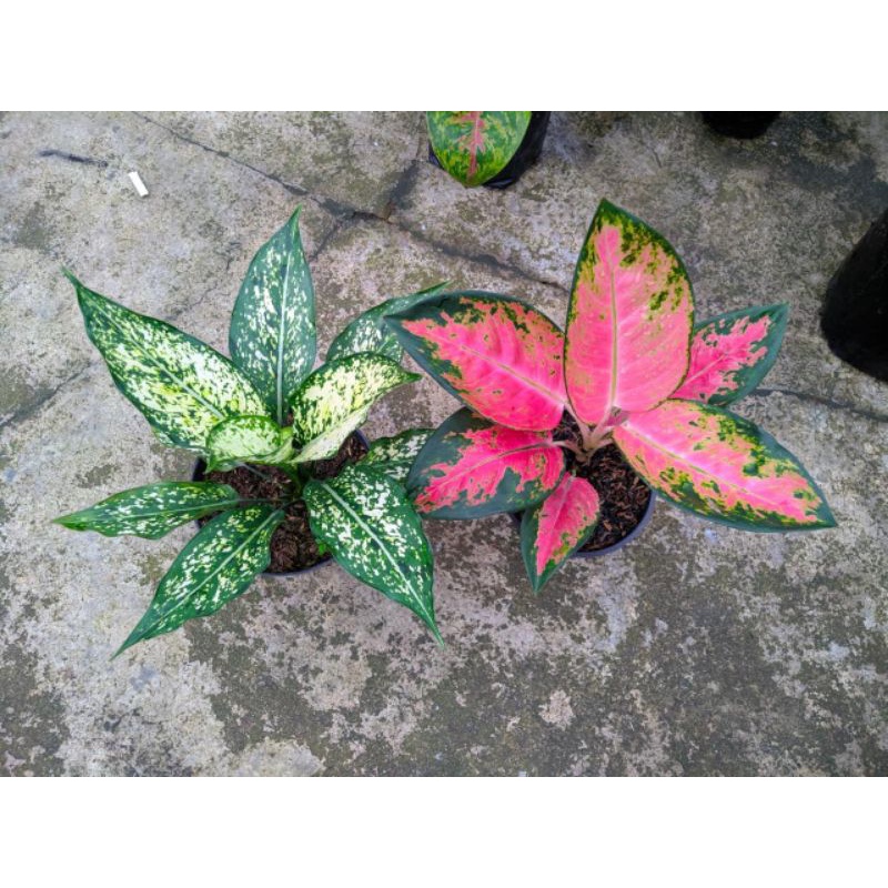 paket aglaonema red kocin dan snowet