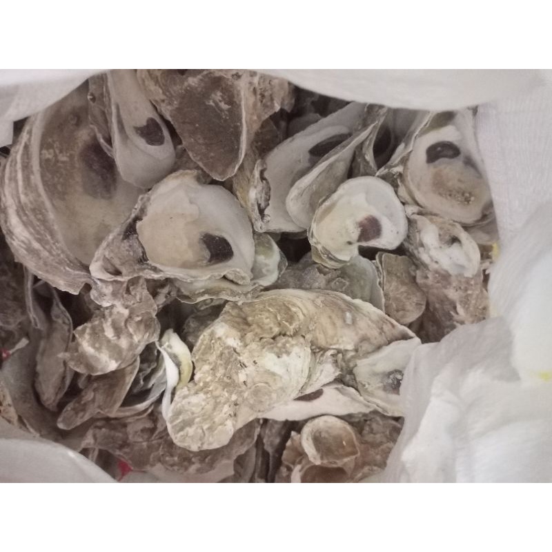 oyster 1kg / kulit kerang / oyster / media filter