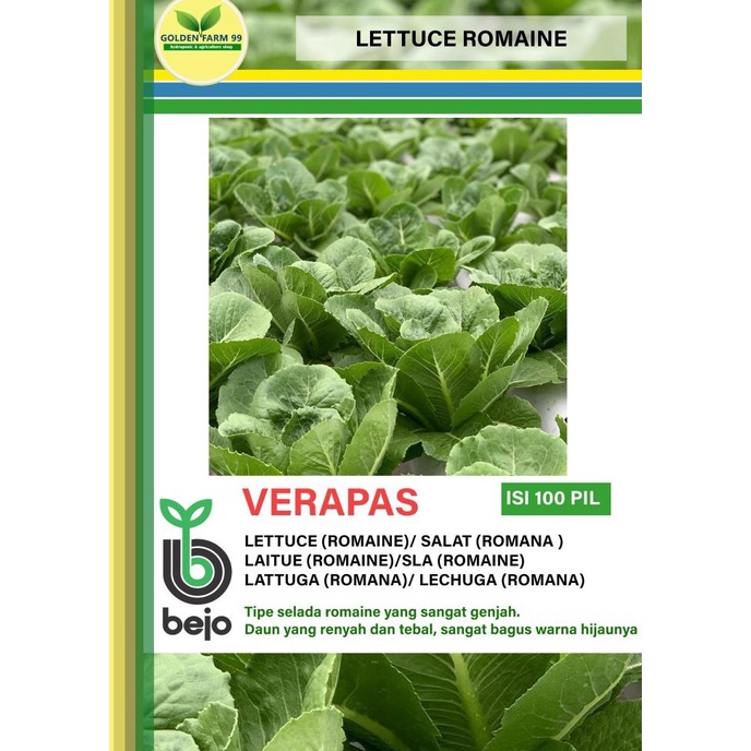 ------] Benih lettuce Romaine Verapas Bejo seed - Import