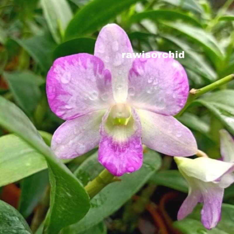 Anggrek Dendrobium Nippon Pink Muttation