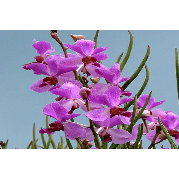 vanda douglas berakar