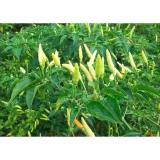 Jual Benih Bibit Sayur Sayuran iHidroponik Cabai Rawiti Jual Benih Bibit Sayur Sayuran iHidroponik Cabai Rawiti