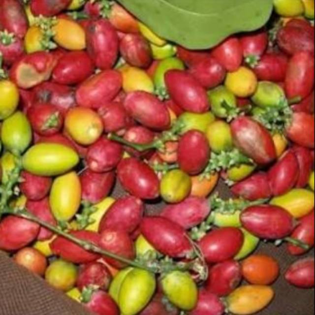 

Buah melinjo(tangkil)