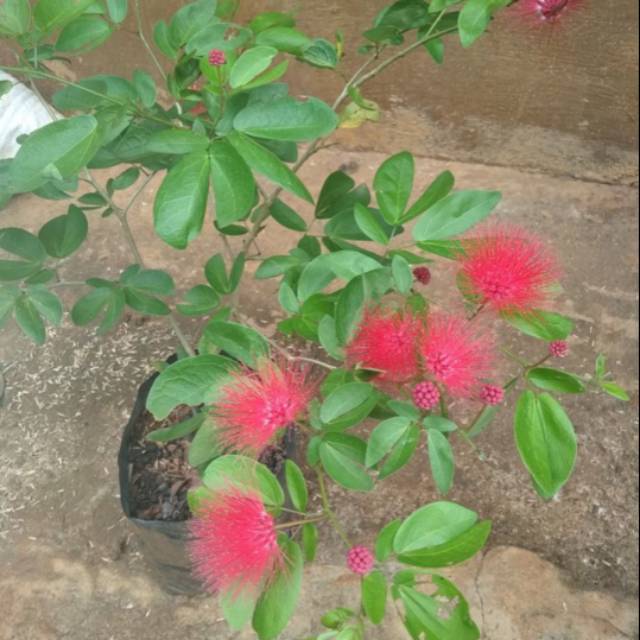 Bibit tanaman kaliandra /pohon kaliandra/ tanaman kaliandra