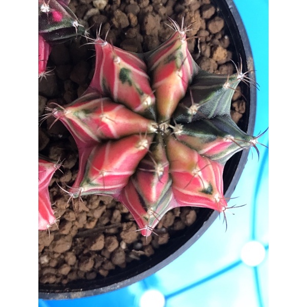 gymno Miha / LB hybrid varigata ownroot seedling kaktus cantik