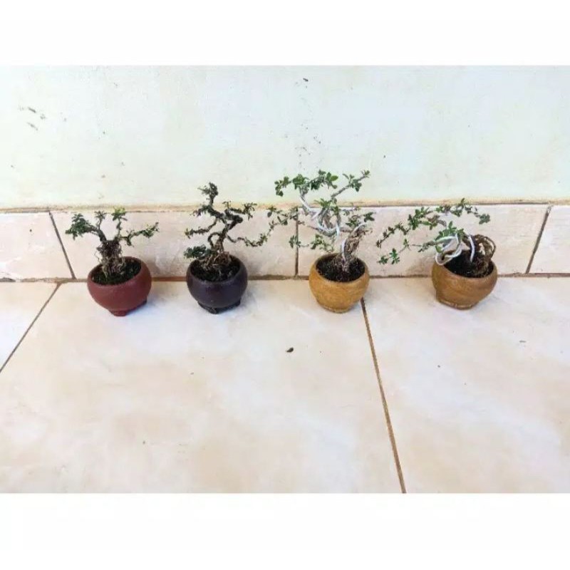 paket 4 bonsai shito - bonsai mini - bonsai hidup