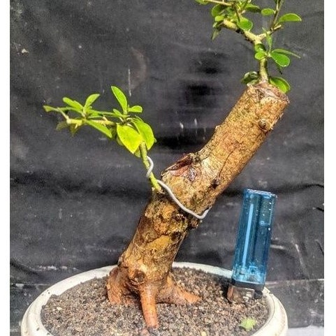 bahan bonsai sisir kaliage mame realpic