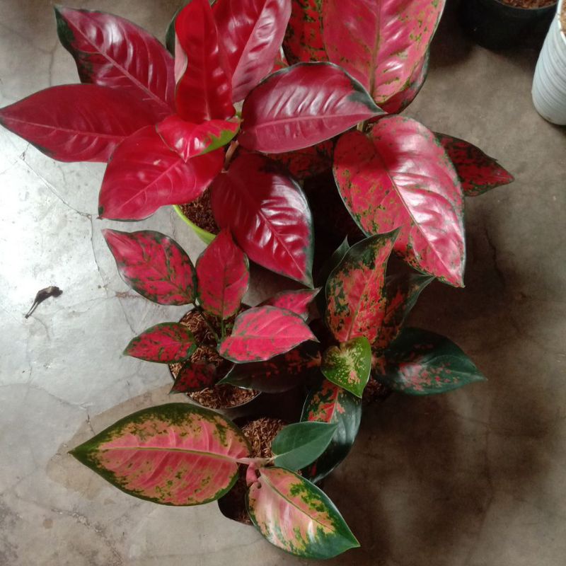 aglonema kochin hibrid