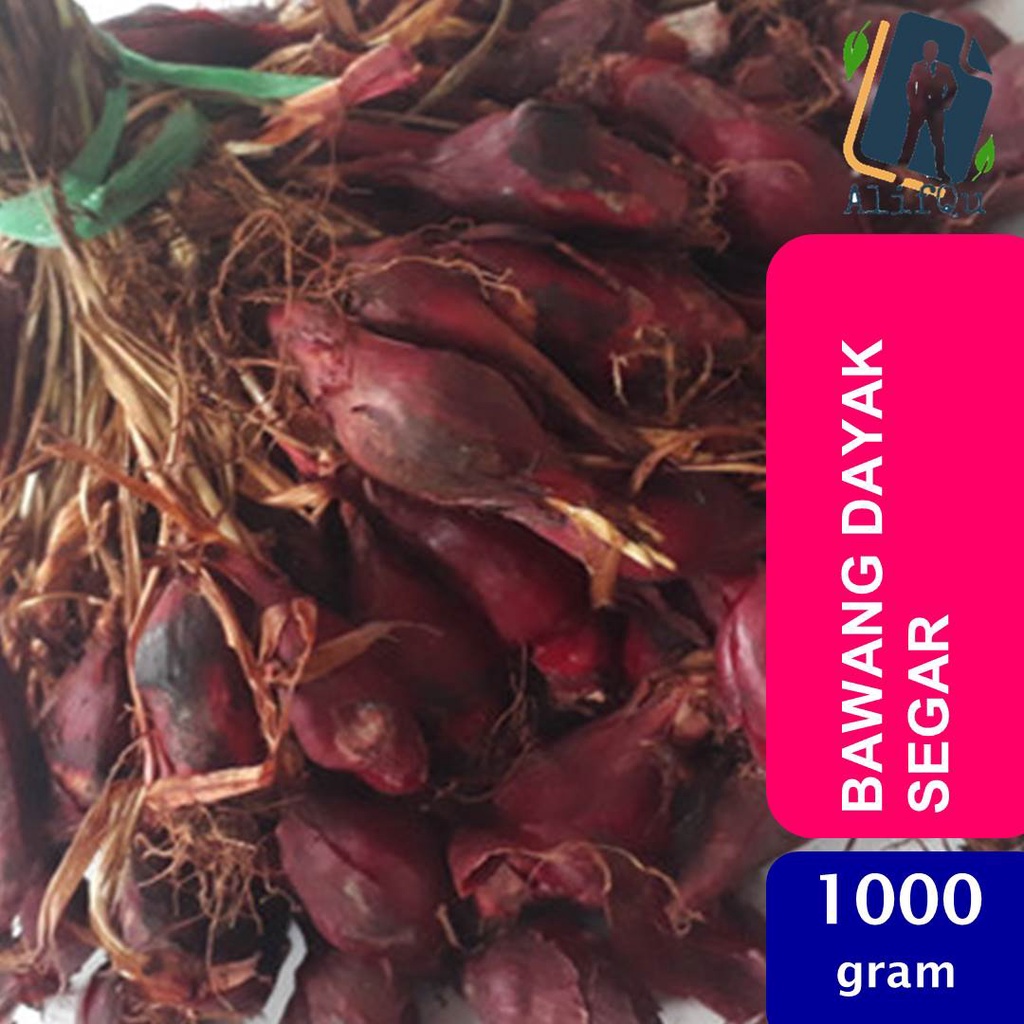 Jual Bawang Dayak Segar 1000 Gram Shopee Indonesia