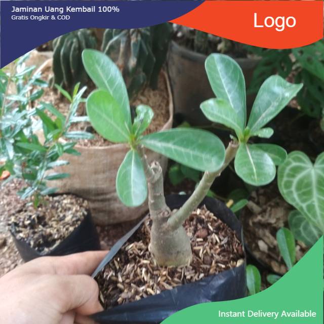 Tanaman bonsai adenium