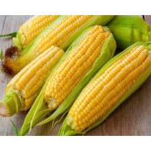 

Jagung Manis (dengan kulit) 500 gr