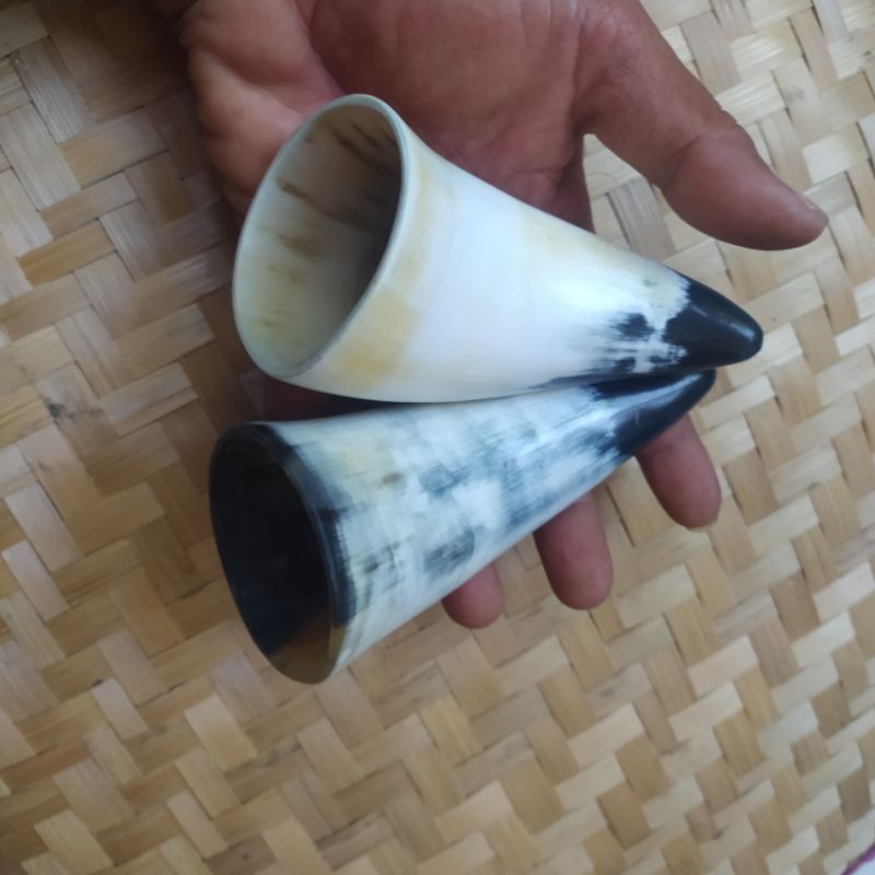 kop bekam tanduk pendek