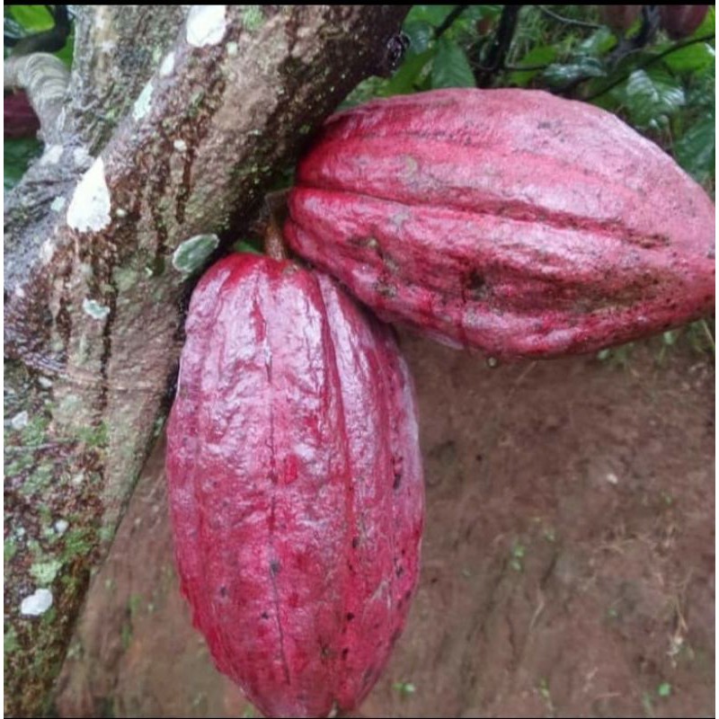 

Buah kakao segar-Buah coklat segar