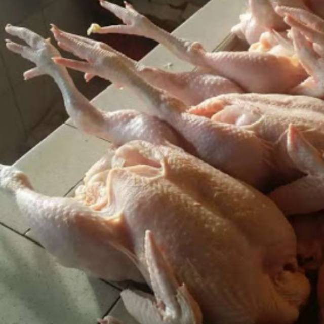 

Ayam potong biasa ukuran besar