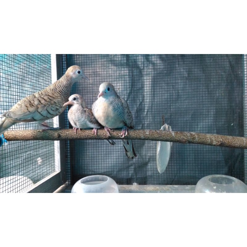 Perkutut Silver Bahan