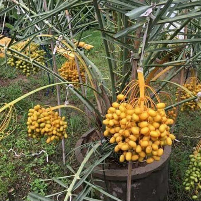 BIBIT KURMA KULTUR JARINGAN / POHON KURMA K0I