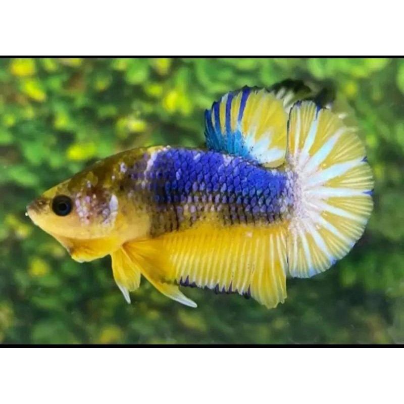 ikan cupang/betta plakat fancy yellow