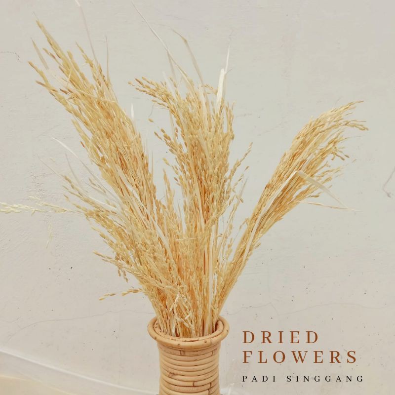 Padi Kering / Padi Padian / Dried Flowers / Bunga Kering / Bunga Rustik / Padi Rustik