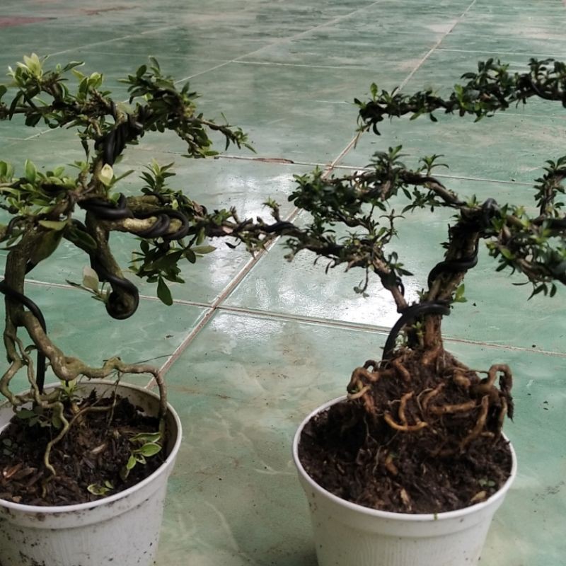 tanaman bonsai mini mirten/seribu bintang