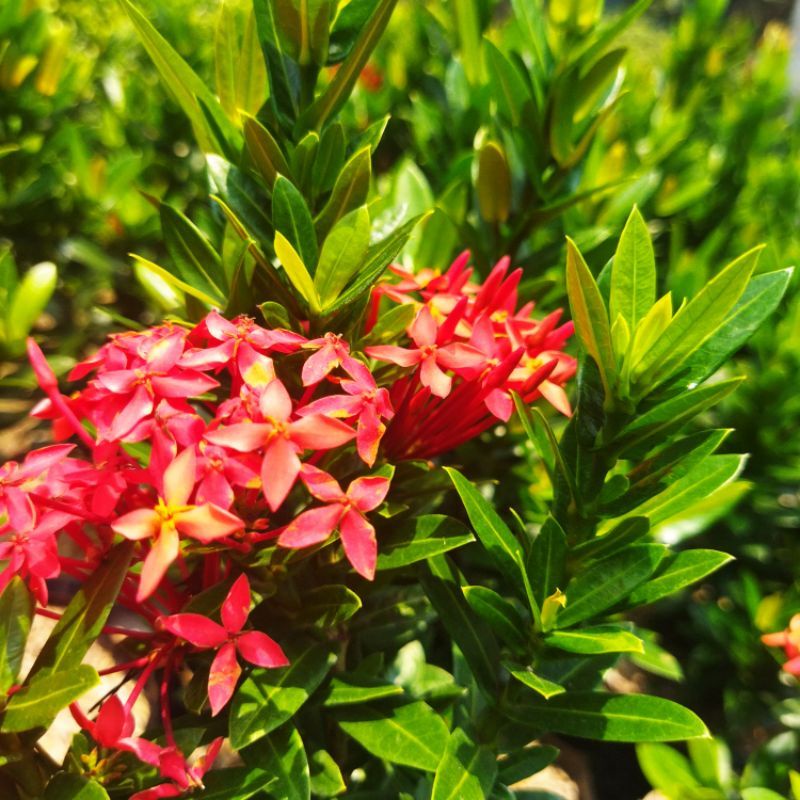bunga asoka / tanaman asoka / bunga merah