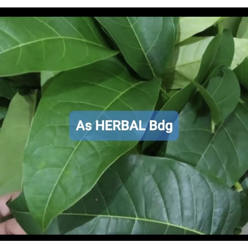 

Daun Mahoni Segar 500 gram / daun pohon mahoni-az