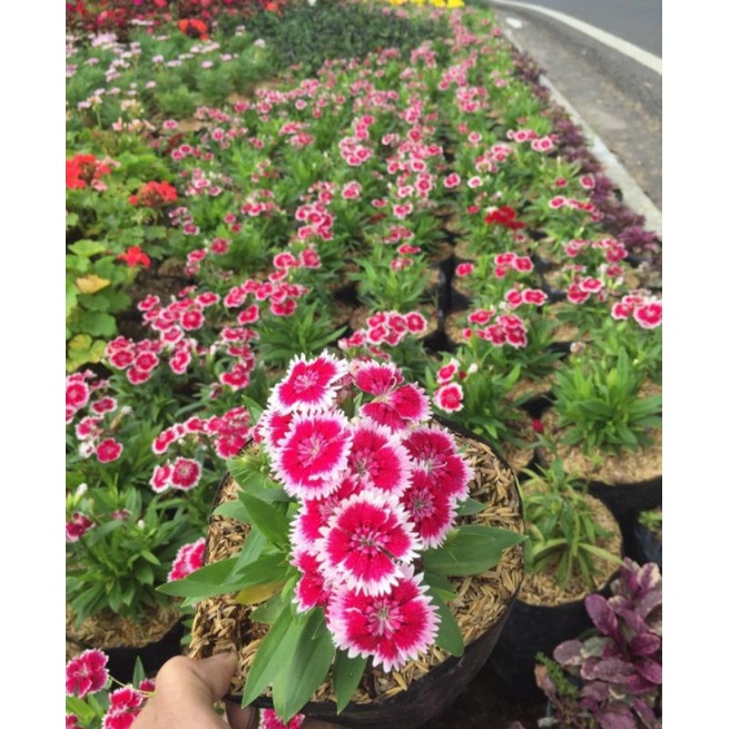 anyelir dianthus bunga merah putih