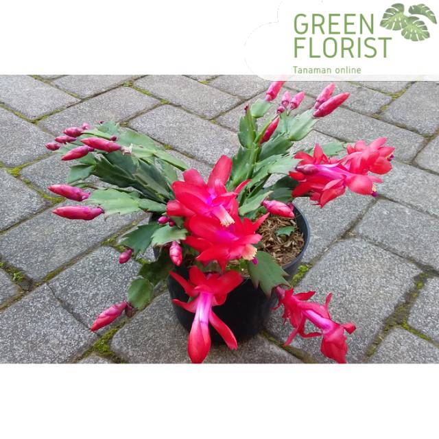 Tanaman Hias Wijaya Kusuma Kepiting Bunga Merah / tanaman bunga wijaya kusuma / wijaya kusuma