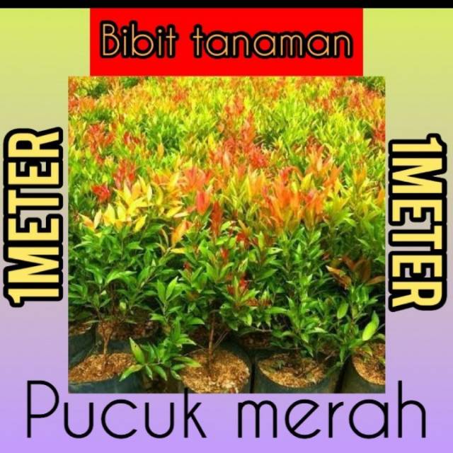 Bibit Pucuk Merah 1 Meter