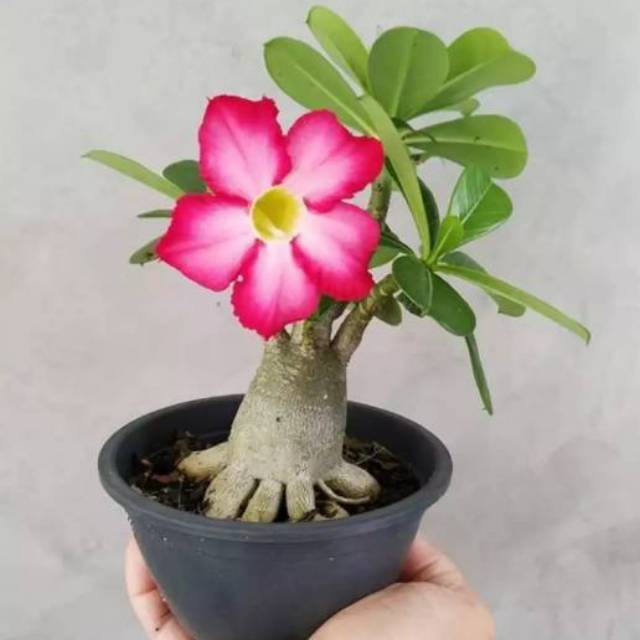 Bibit tanaman adenium bonggol besar bahan bonsai kamboja jepang