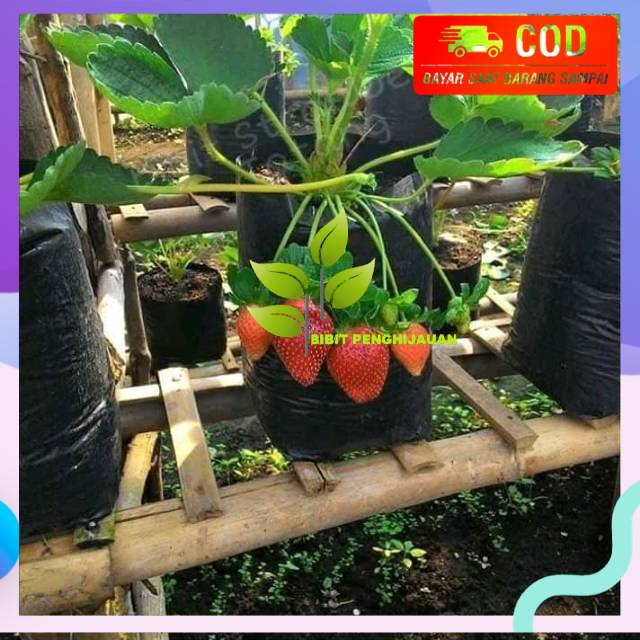 Bibit strawberry