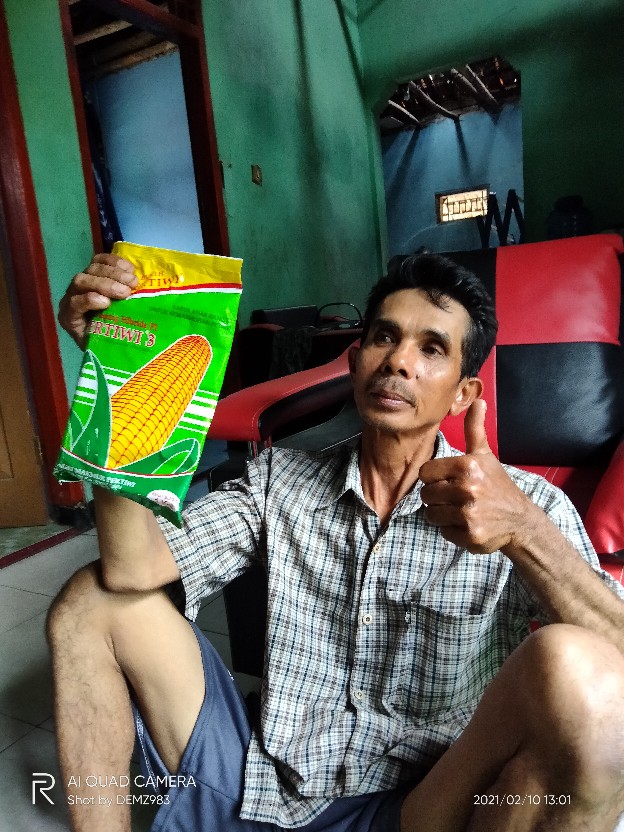 Bibit Jagung. Benih Jagung Hibrida F1 Pertiwi 3 (1 Kg)