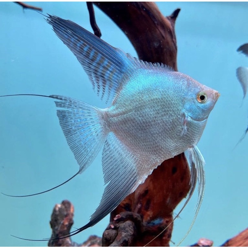 IKAN MANFISH PLATINUM SLAYER (BELI 5 GRATIS 1)