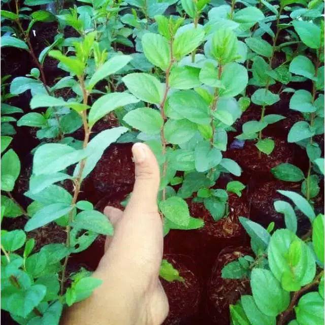 bibit herbal daun bidara