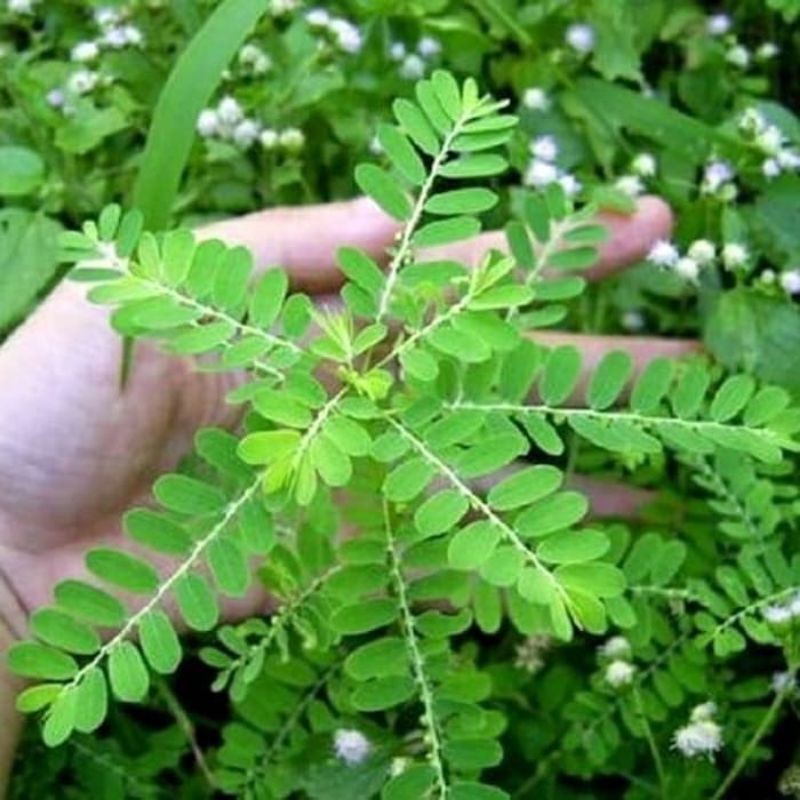 

Daun meniran segar termurah organik