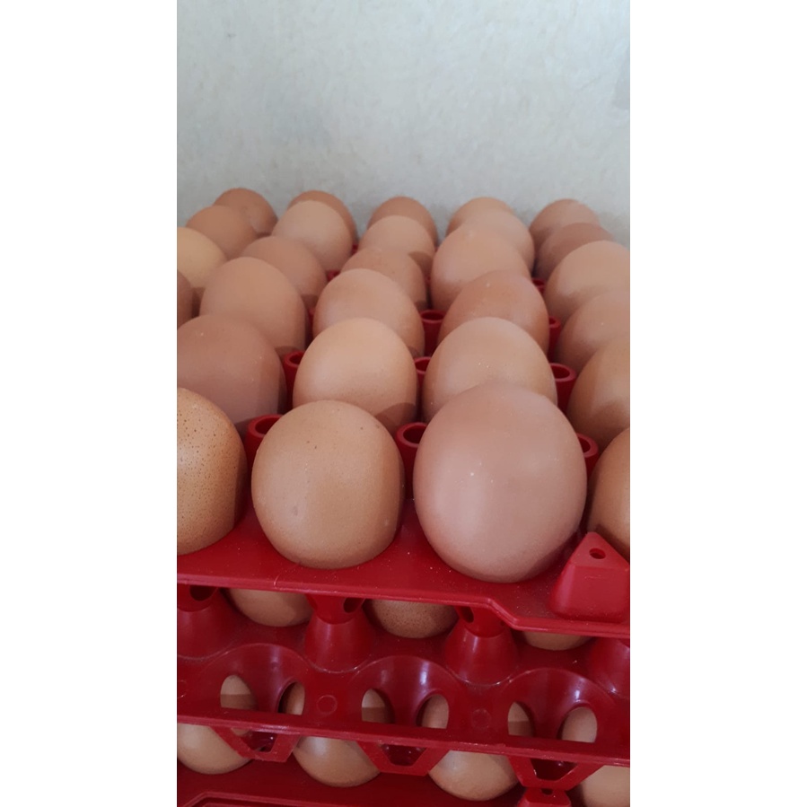 

TELUR AYAM 1 KG KHUSUS KURIR INSTAN