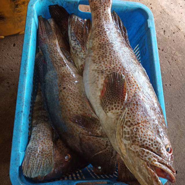 

Ikan Kerapu Hitam