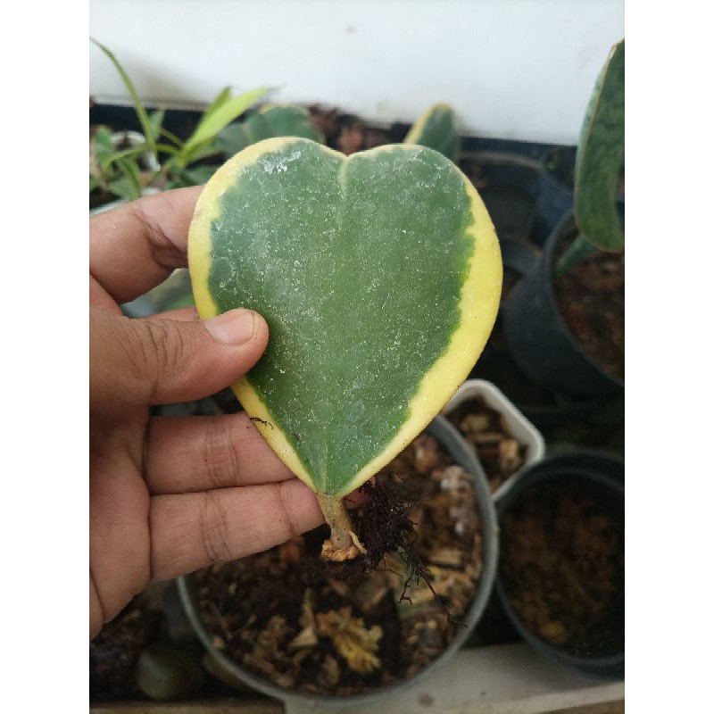 Hoya Love Varigata Hoya Kerri Varigata (cutting)